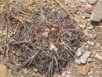 Echinocactus horizontalonius RUS-292.jpg