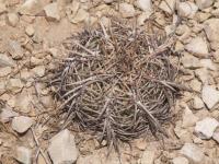 Echinocactus horizontalonius RUS-293.jpg