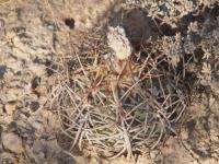Echinocactus horizontalonius RUS-295.jpg