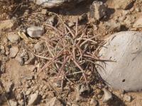 Echinocactus horizontalonius RUS-296.jpg