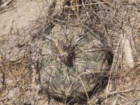 Echinocactus horizontalonius RUS-297.jpg