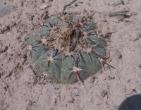 Echinocactus horizontalonius RUS-343.jpg
