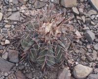 Echinocactus horizontalonius RUS-345.jpg