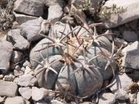 Echinocactus horizontalonius RUS-346.jpg