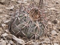 Echinocactus horizontalonius RUS-347.jpg