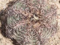 Echinocactus horizontalonius RUS-349.jpg