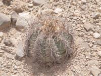 Echinocactus horizontalonius RUS-350.jpg