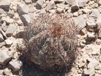 Echinocactus horizontalonius RUS-351.jpg