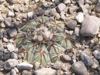 Echinocactus horizontalonius RUS-361.jpg