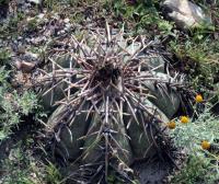 Echinocactus horizonthalonius RUS-001.jpg