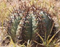 Echinocactus horizonthalonius RUS-005.jpg
