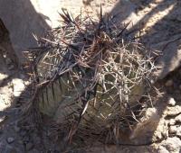 Echinocactus horizonthalonius RUS-027.jpg