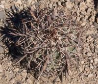 Echinocactus horizonthalonius RUS-028.jpg