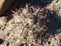 Echinocactus horizonthalonius RUS-031.jpg