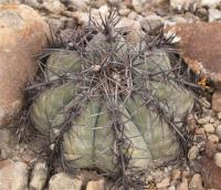 Echinocactus horizonthalonius RUS-032.jpg