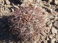 Echinocactus horizonthalonius RUS-035.jpg