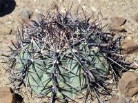 Echinocactus horizonthalonius RUS-081.jpg