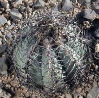 Echinocactus horizonthalonius RUS-083.jpg
