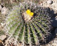 Echinocactus ingens RUS-110.jpg