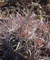 Echinocactus polycephallus RUS-160.jpg