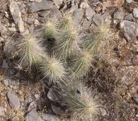 Echinocereus stramineus RUS-014.jpg