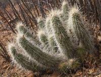 Echinocereus stramineus RUS-016.jpg