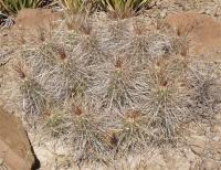 Echinocereus stramineus RUS-029.jpg