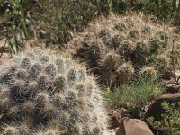 Echinocereus stramineus RUS-081.jpg