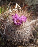 Echinofossulocactus ochoterenaus RUS-113.jpg