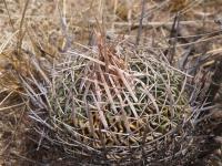 Echinofossulocactus spec. RUS-174.jpg