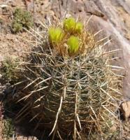 Ferocactus acanthodes RUS-155.jpg