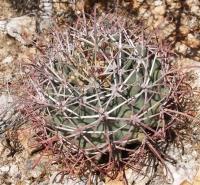 Ferocactus emoryi RUS-161.jpg