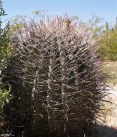 Ferocactus emoryi RUS-162.jpg