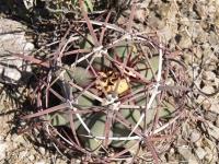 Ferocactus emoryi RUS-164.jpg