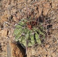 Ferocactus herrerae RUS-116.jpg