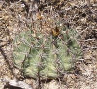 Ferocactus herrerae RUS-121.jpg