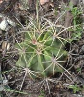 Ferocactus hystrix RUS-175.jpg