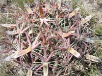 Ferocactus latispinus RUS-001.jpg