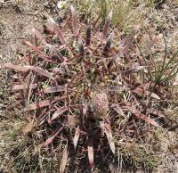 Ferocactus latispinus RUS-173.jpg