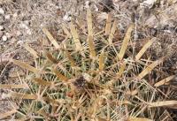 Ferocactus latispinus v. flavispinus RUS-001.jpg