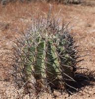 Ferocactus peninsulae v. santa-maria RUS-125.jpg