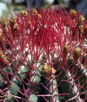 Ferocactus pilosus RUS- 078.jpg