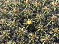 Ferocactus robustus RUS-095.jpg