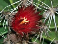 Ferocactus robustus RUS-097,.jpg