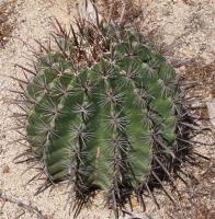 Ferocactus spec. (herrerae aff.) RUS-117.jpg