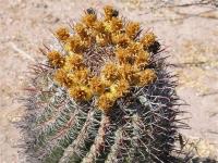 Ferocactus townsendianus RUS-129.jpg