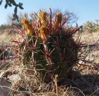 Ferocactus townsendianus RUS-131.jpg