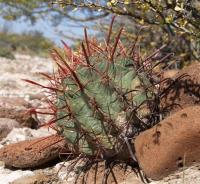 Ferocactus townsendianus RUS-132.jpg