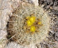 Ferocactus viridescens RUS-158.jpg