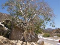 Ficus palmeri RUS -118.jpg